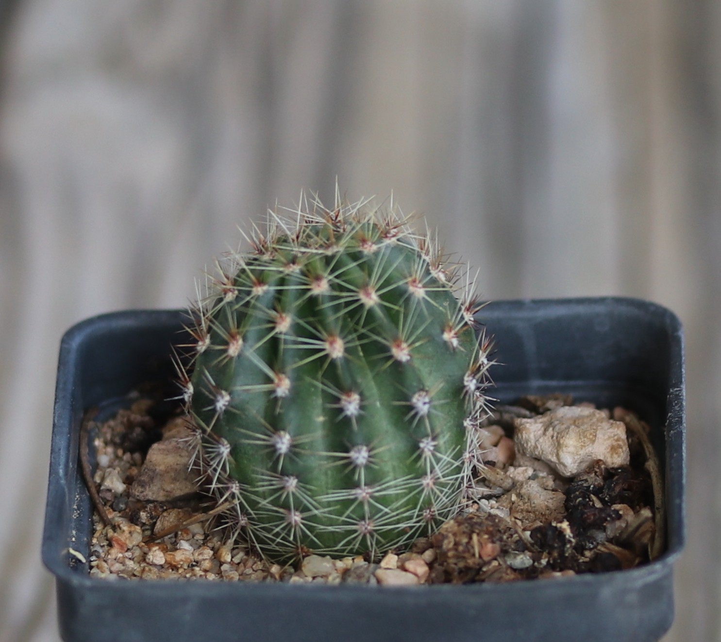 Echinopsis hybrid ‘Utopian Dream’