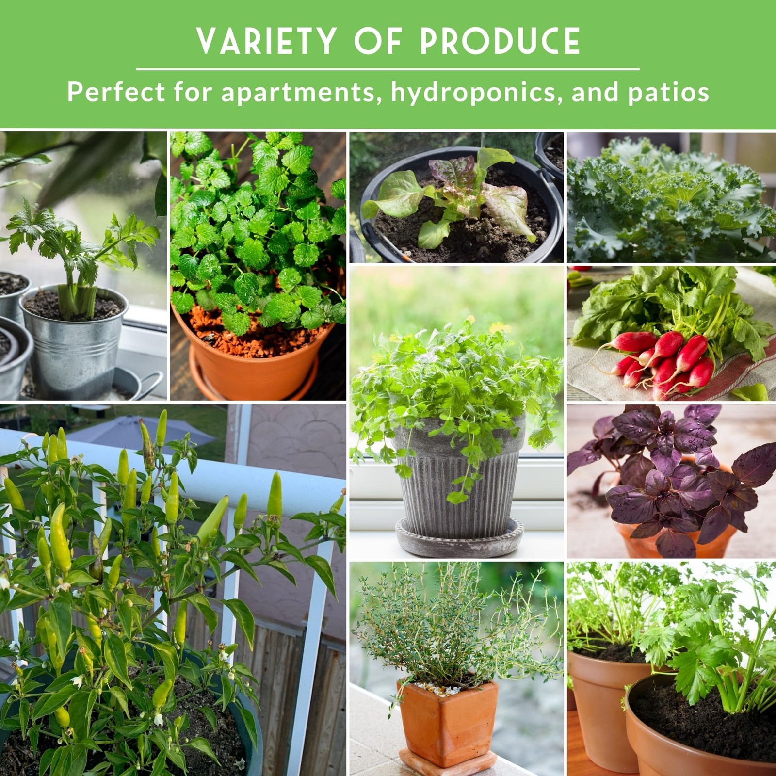 Hydroponic & Indoor Garden Seed Kit – 20 Compact Heirloom Vegetable & Herb Va…