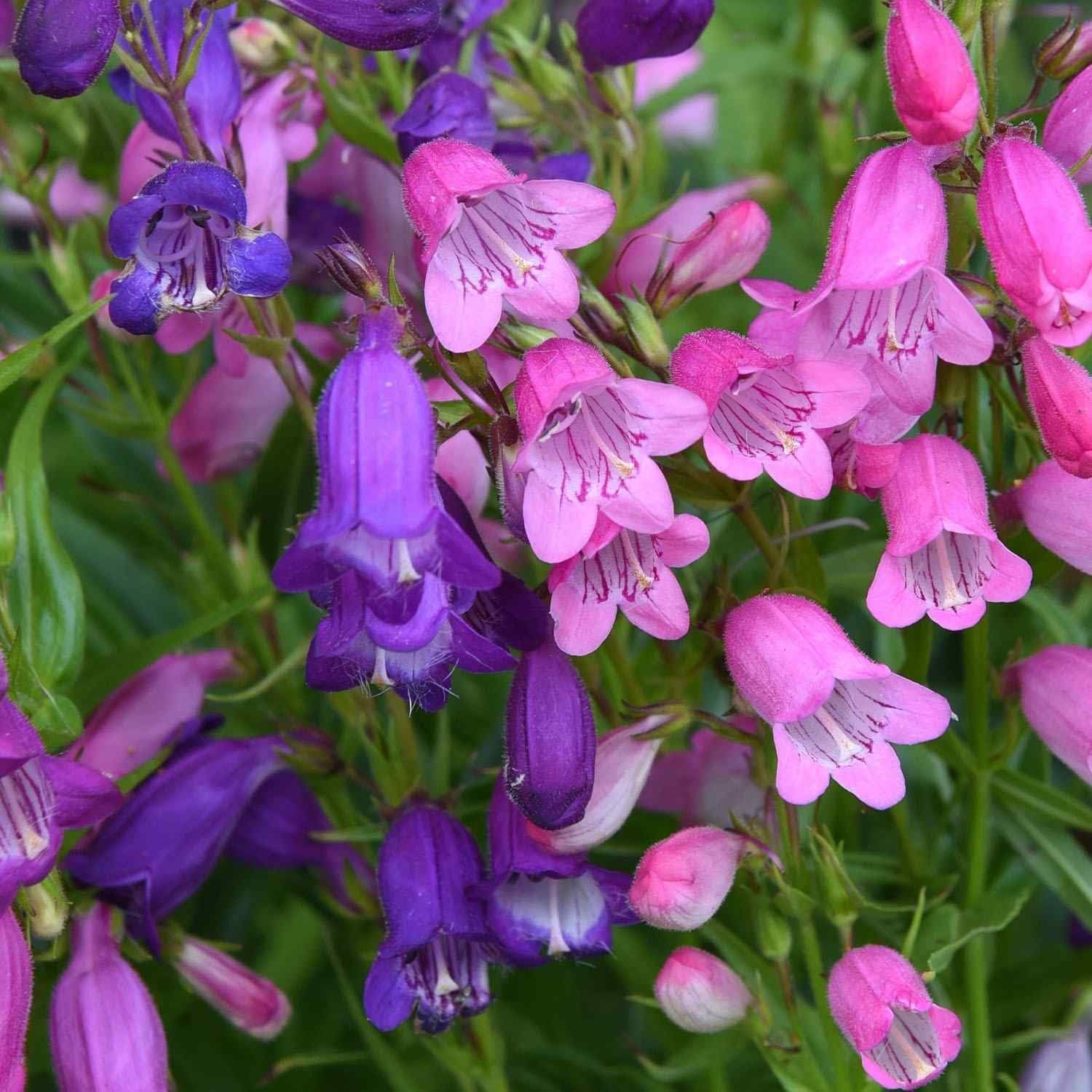 Penstemon Spectabilis Seeds, 500 Count, Showy Penstemon Native Wildflower for…