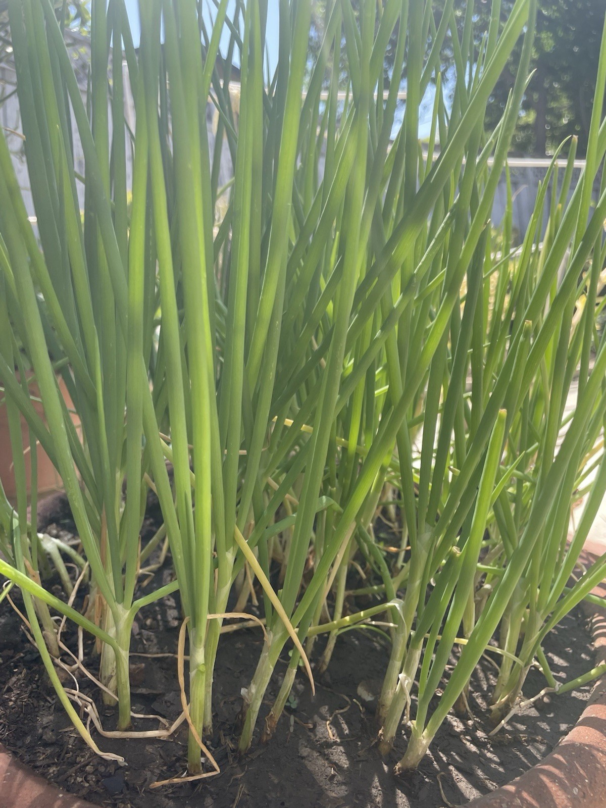 (15) Chinese Green Onion/Scallion Bulbs White Lisbon? NON GMO Heirloom FREE S&H