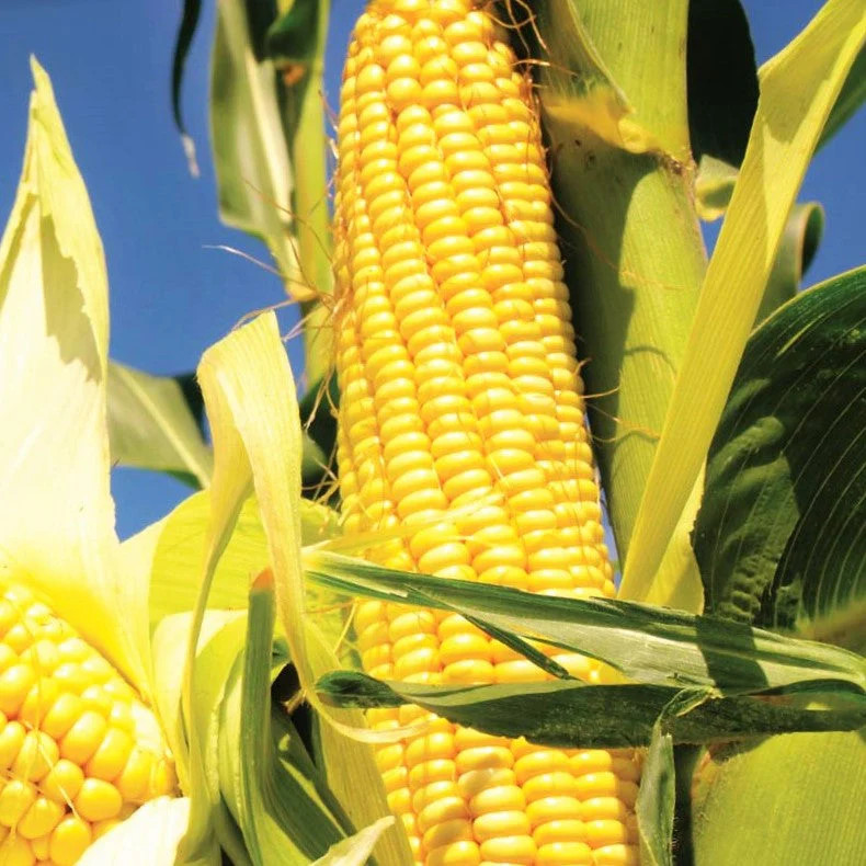 Early Sunglow Sweet Corn Seeds – For 2025 Planting SU Sugary Hybrid Fast Growing
