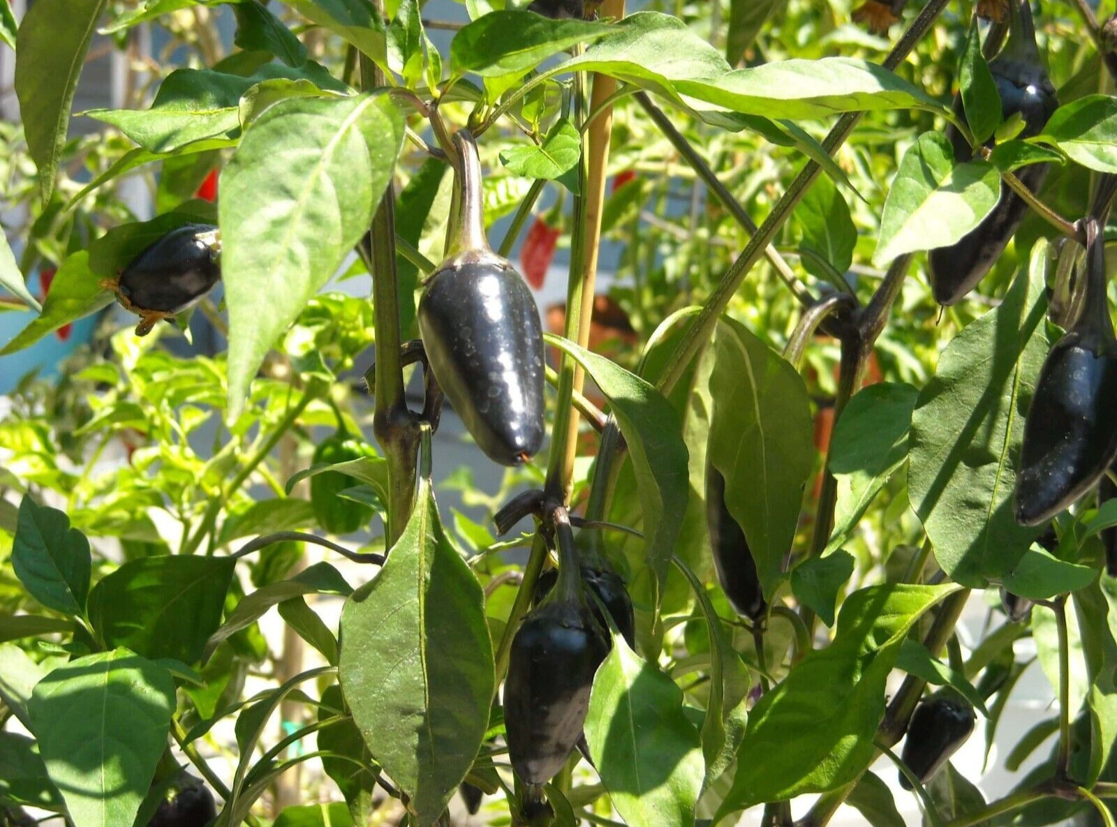 Black Jalapeno 12 Seeds