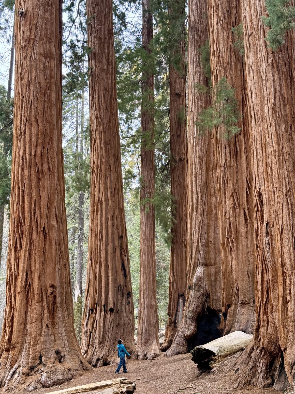 Giant Sequoia Seeds (Sequoiadendron giganteum) – 50 Seeds – 2025 Harvest