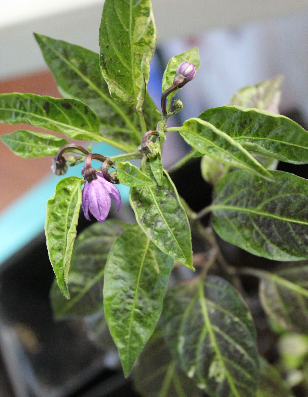 Pepper – Golden Nugget -All Natural Vegetable Seeds – Mildly Hot-!0 Seeds