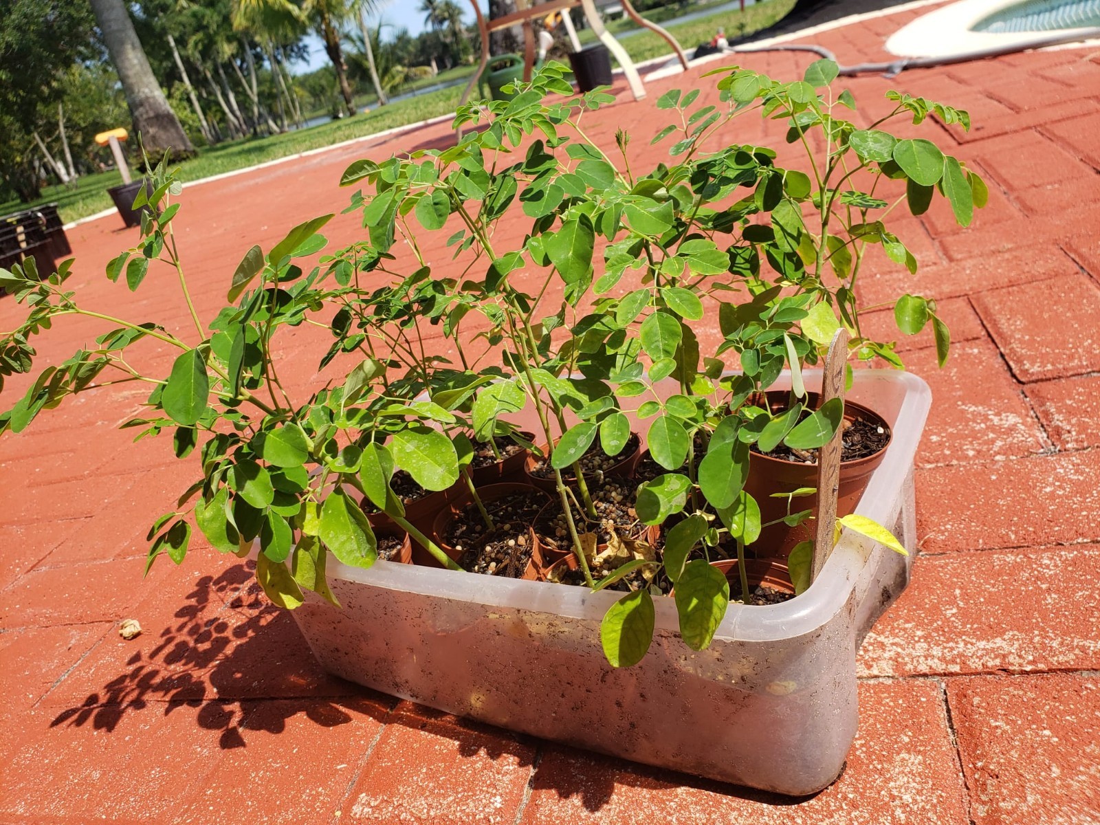 2 Plants MORINGA -Drumstick Organic Plant 6 Plus inches, healthy roots Free Ship