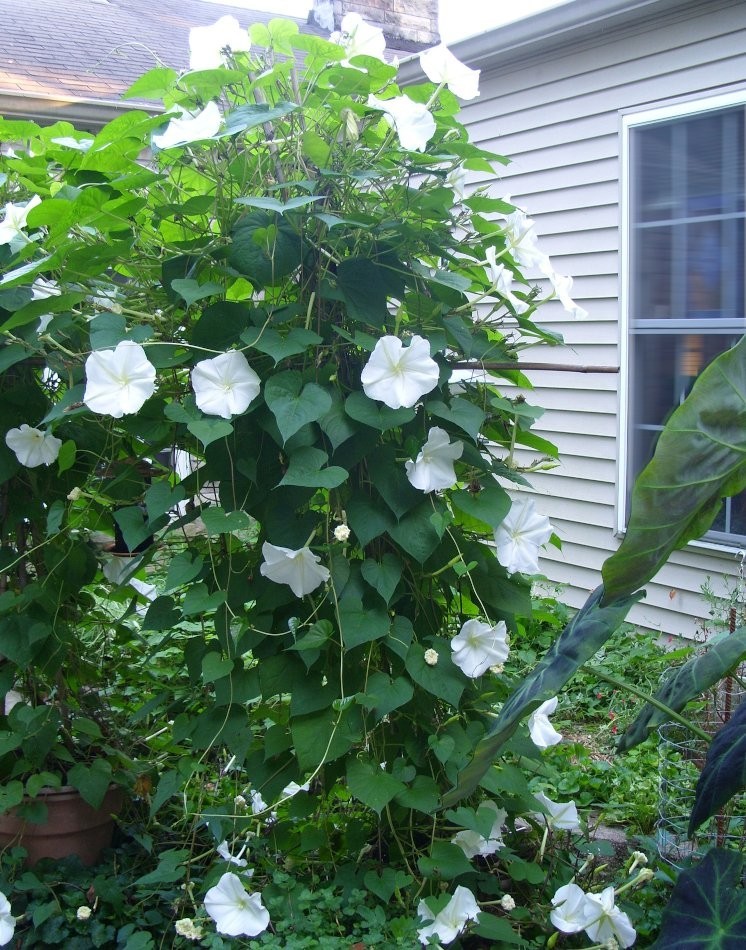 Moonflower seeds / Flowers / Vining / White / Perennial