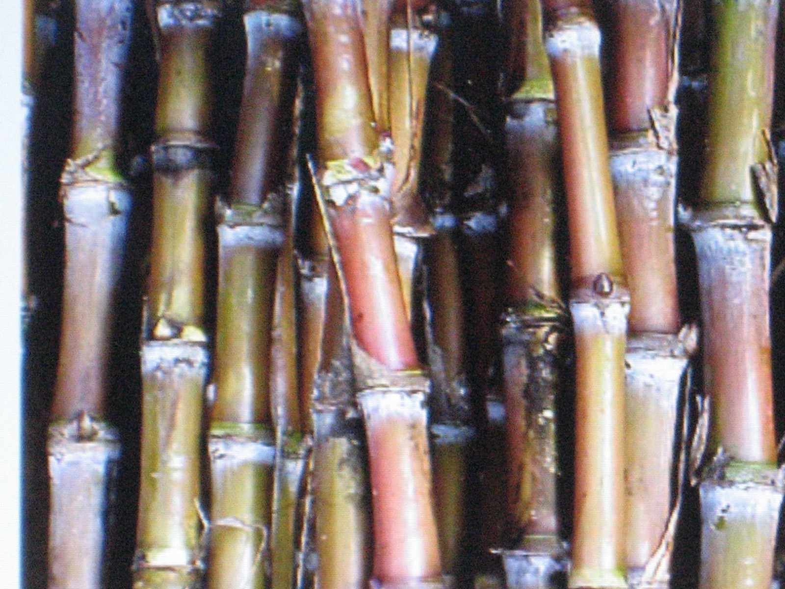 BULK 3000 SEEDS * SUGAR CANE SEEDS * RUM * SYRUP * ROCK CANDY * 6-18 FEET TALL