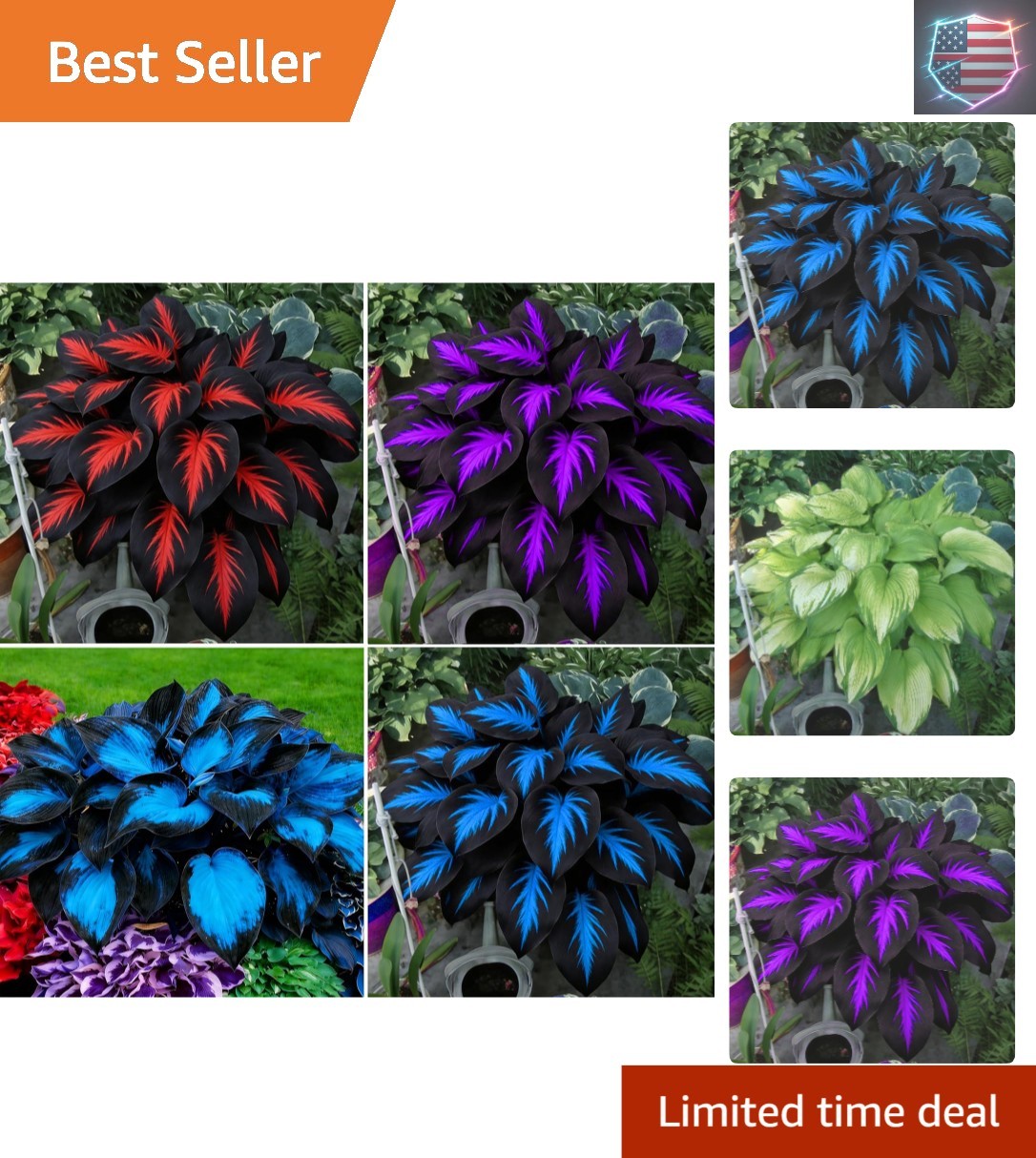 Hosta Seeds for Planting, 290+pcs Rare Perennial Hosta Flower Seeds Plants, N…