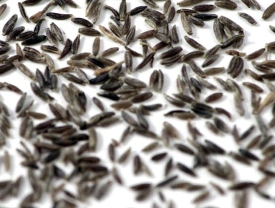 Mugwort Seeds – Artemisia_vulgaris – Medicinal Herb Seeds FREE SHIPPING! USA