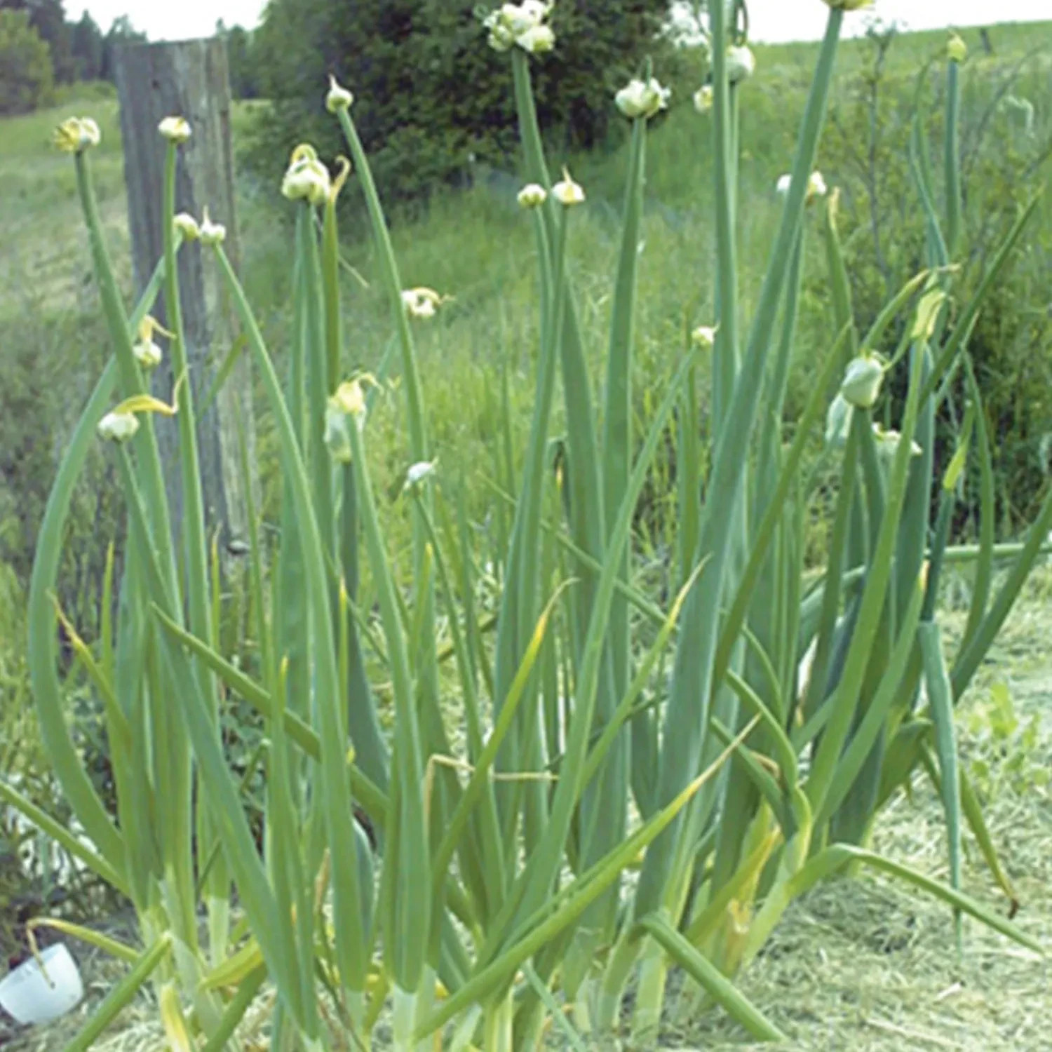 12 Egyptian Onions Catawissa Winter Walking Topset bulb fresh 2026 harvest
