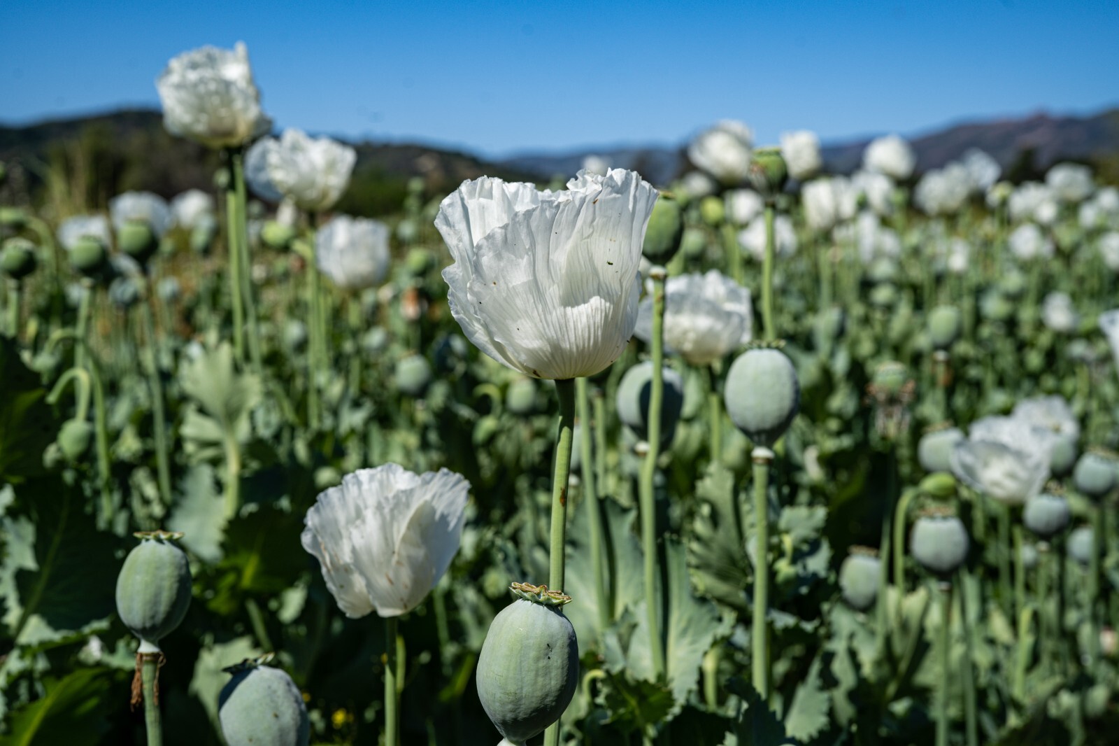 Peshawar Poppy Seeds, White Flower, BULK SEED SIZES, Certified Organic Non-GMO