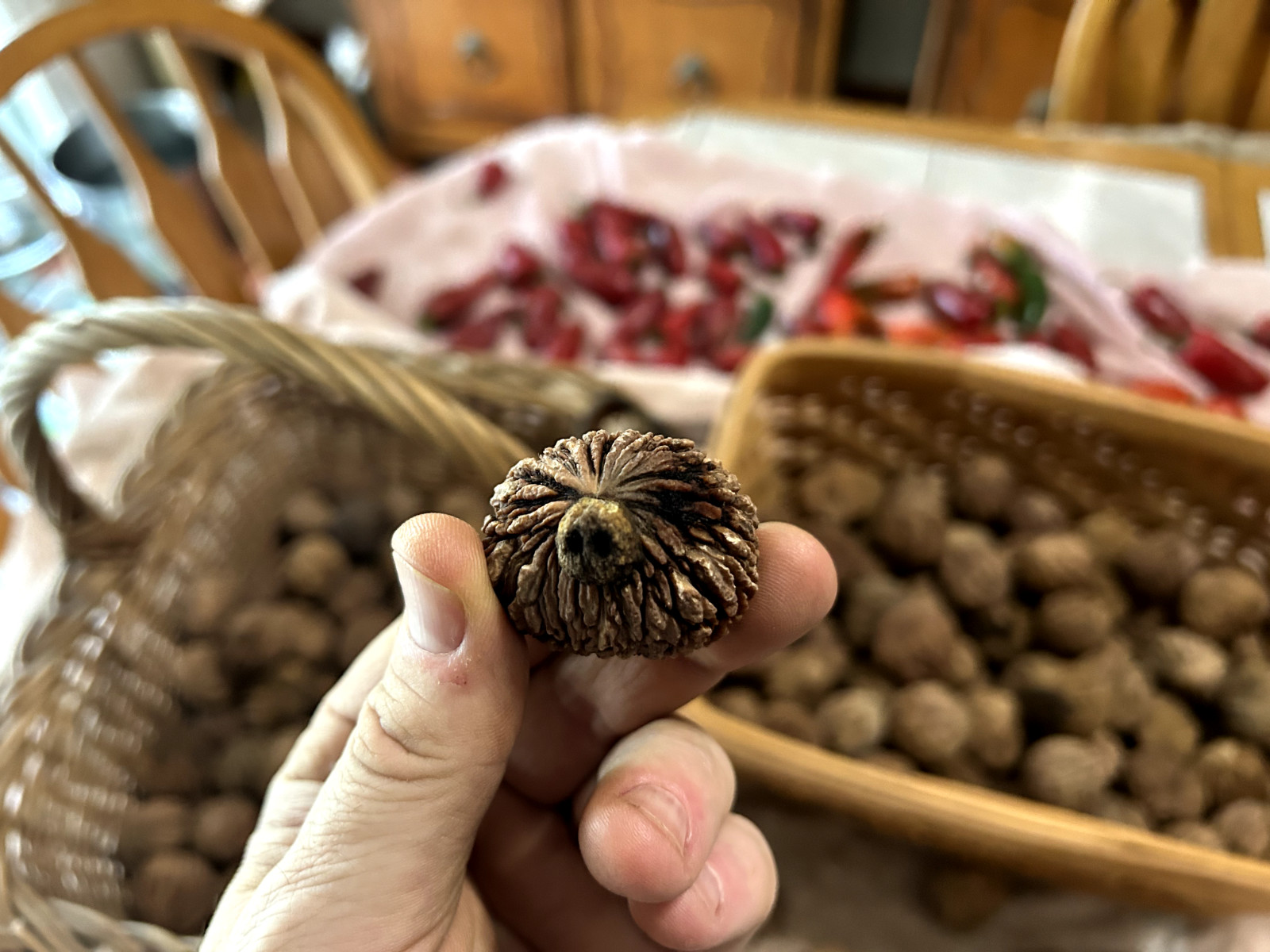 BLACK WALNUTS: 5lb Box Organic 2025 Harvest, Naturally Grown in Maryland.