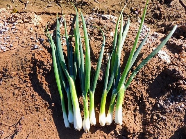 500+ Onion Seeds – Bunching – Tokyo Long White — Perennial