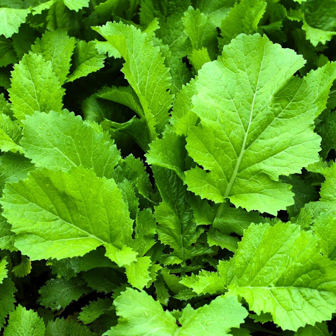 Fresh Florida Broadleaf Mustard Green Seeds | Heirloom Non-GMO | Vegetable seeds