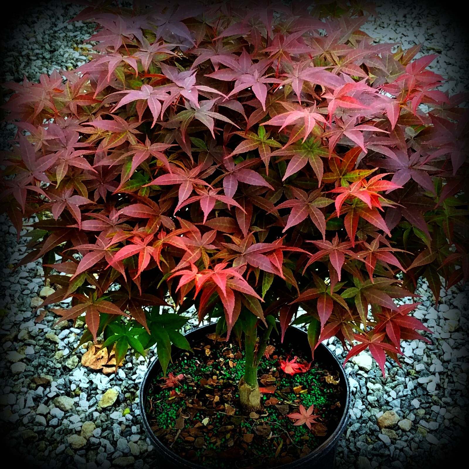 10 DWARF Japanese Red Linear Leaf Maple Tree Seeds Acer Scolopendrifolium Bonsai