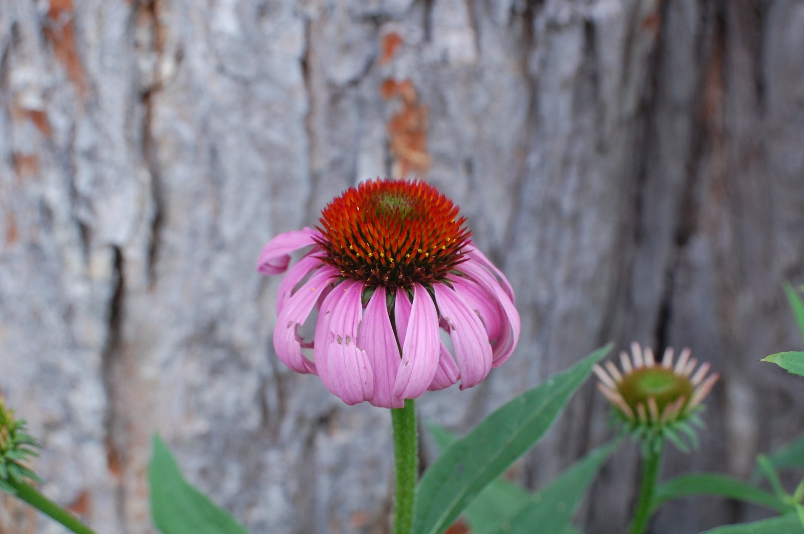 1 gram+ Echinacea Purpurea Seeds/Purple Coneflower/Native Eastern US/Host Plant