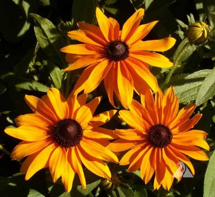 *NEW* Dwarf Marmalade Black Eyed Susan 100 Seeds Rudbeckia hirta. Free Shipping!