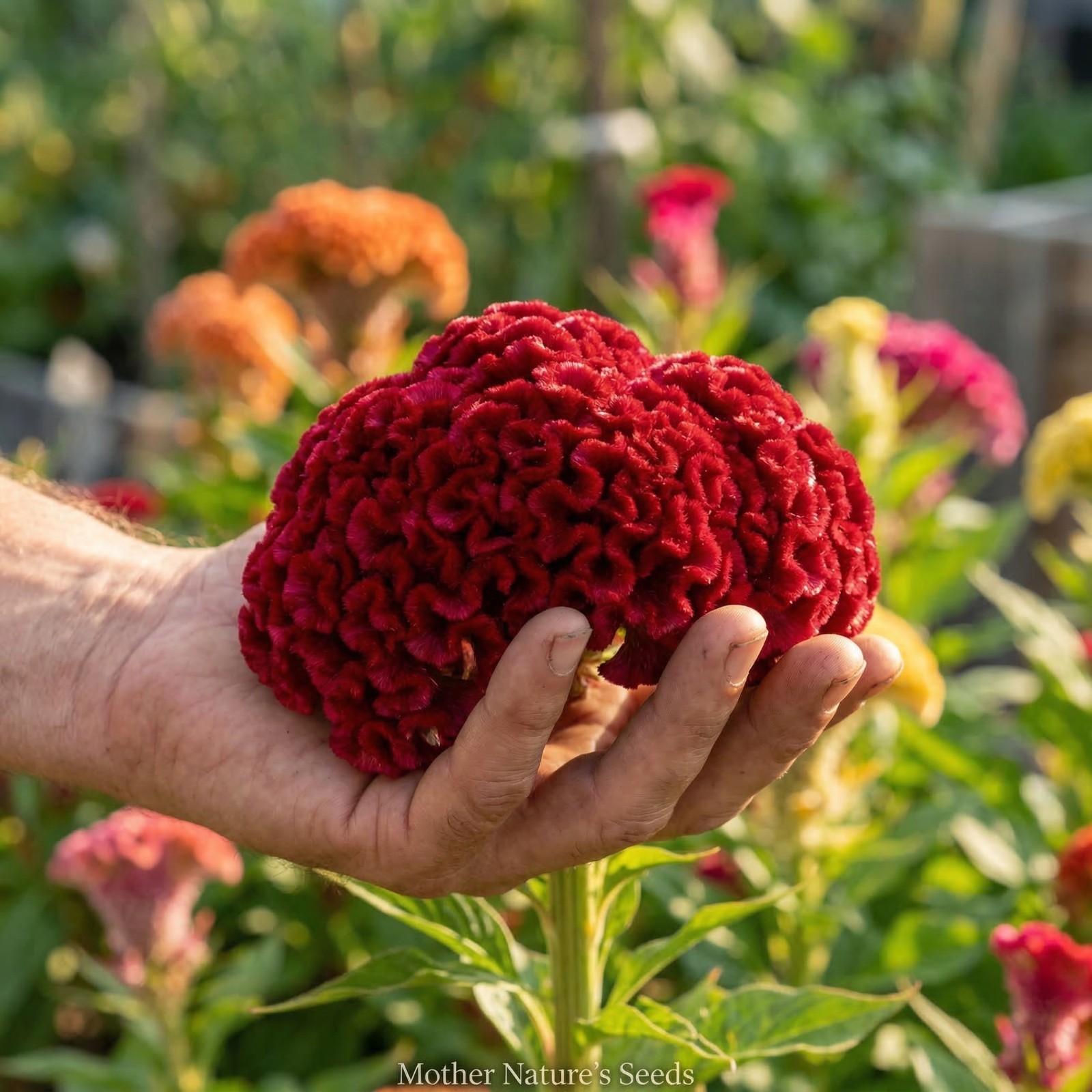 Celosia CRISTATA Mixed Cockscomb Dried Flowers Cutflowers Non-GMO 500 Seeds!