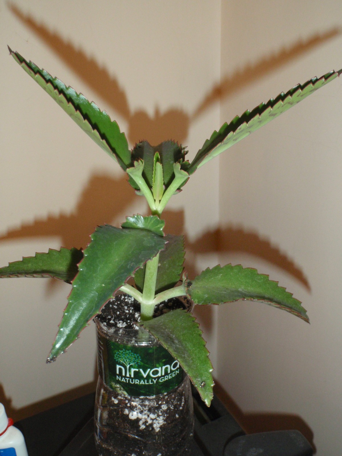 Kalanchoe daigremontiana (Mexican Hat Plant) One 6” starter plant, bare root