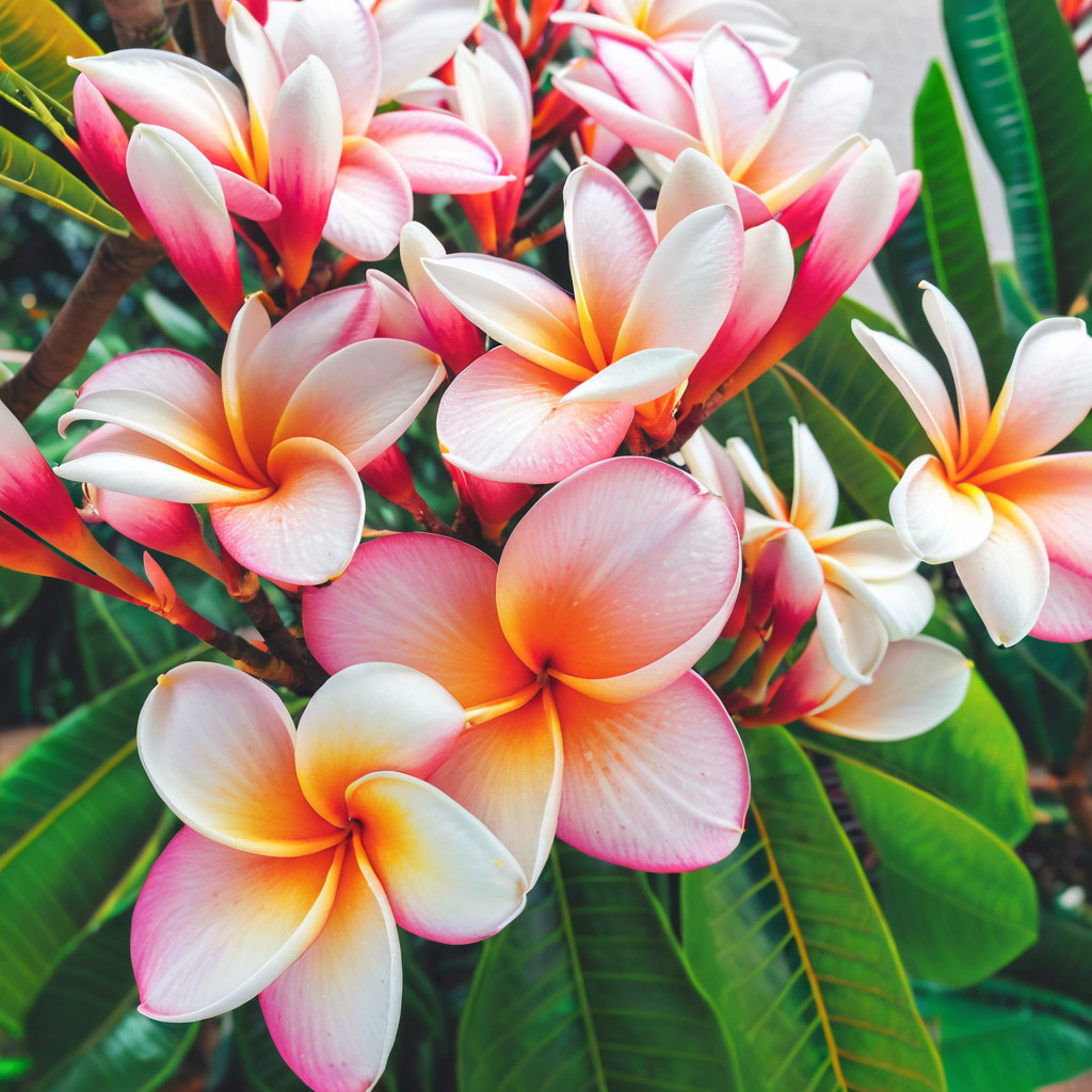 5 Plumeria Seeds Perennial Flowers Seed Flower Frangipani ” Orange Pink”
