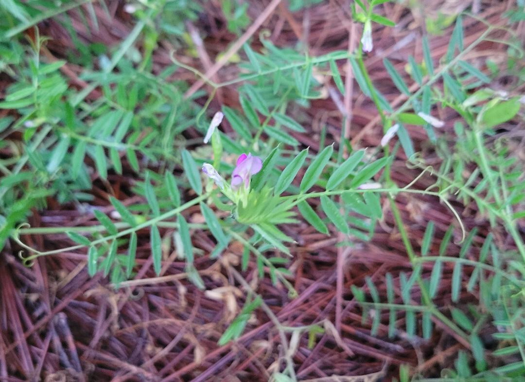 Pygmyflower Vetch | 15 Seeds | Vicia Minutiflora | Florida Native Flower | Bee