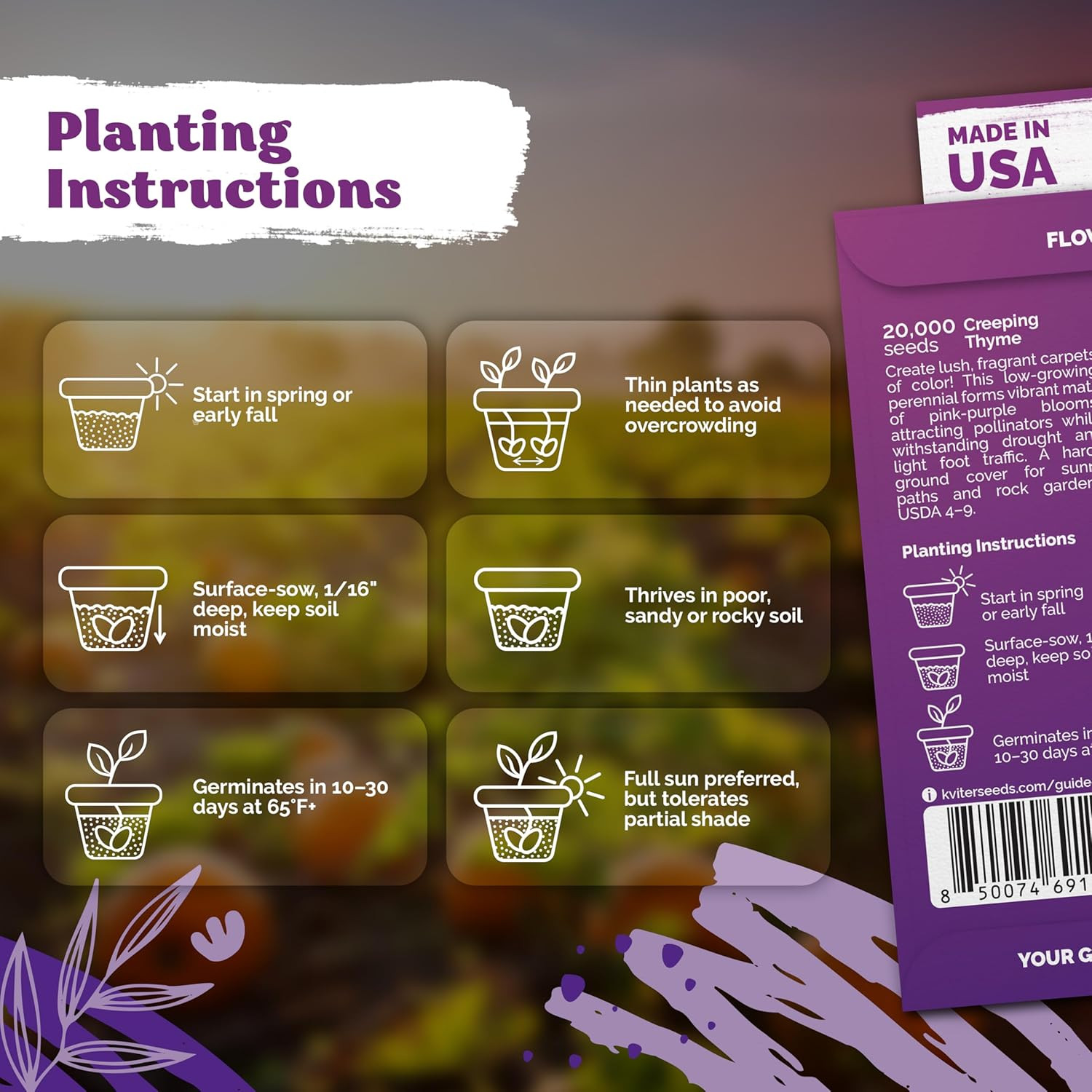 20,000 Creeping Thyme Seeds (Thymus Serpyllum) – Wild Thyme, Aromatic Ground Cov