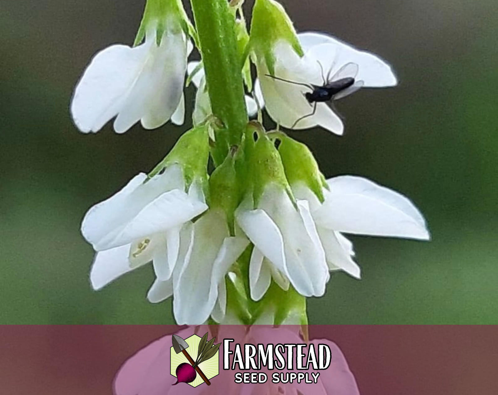 5000+ White Sweet Blossom Clover Seeds | Flower Gardening Pollinator Plant Seed
