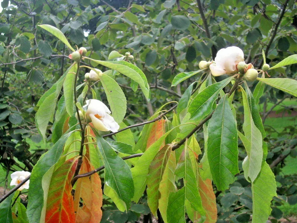20 FRANKLIN TREE SEEDS – Franklinia alatamaha
