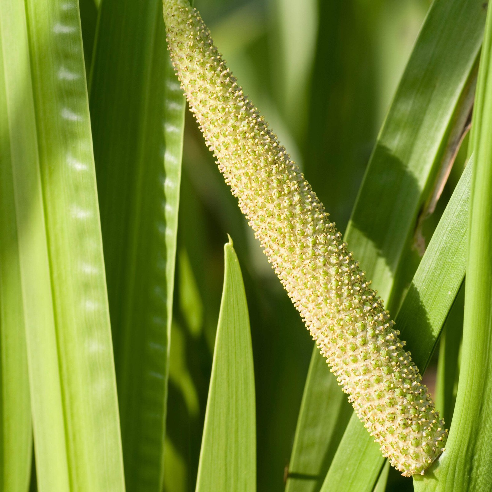 Calamus Seeds, Sweet Flag (Acorus americanus) ~Traditional Herb Native Garden