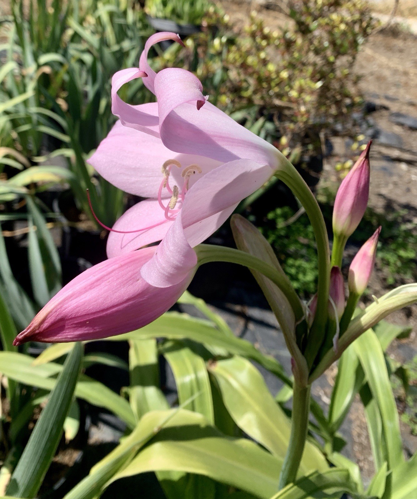 Crinum x Powellii Pink California Lily 1 Jumbo 4-5” Blooming Age Bulb Fragrant