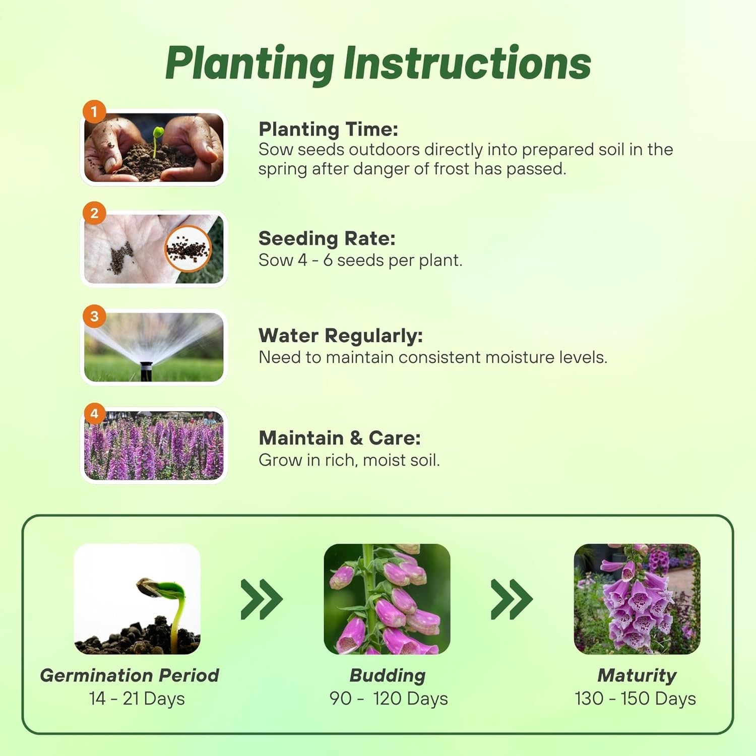 25 Seeds Biennial Digitalis Dalmatian Purple Foxglove Flower Plant Seeds