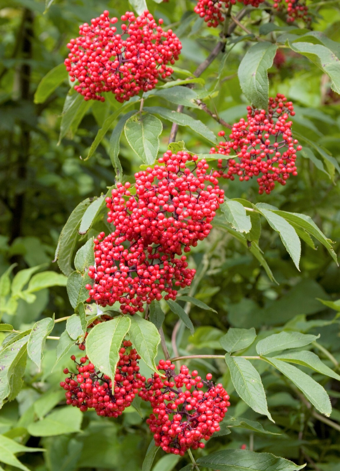 Sambucus Racemosa Seeds Red Elder Elderberry Cold Resistant Medicinal Perennial
