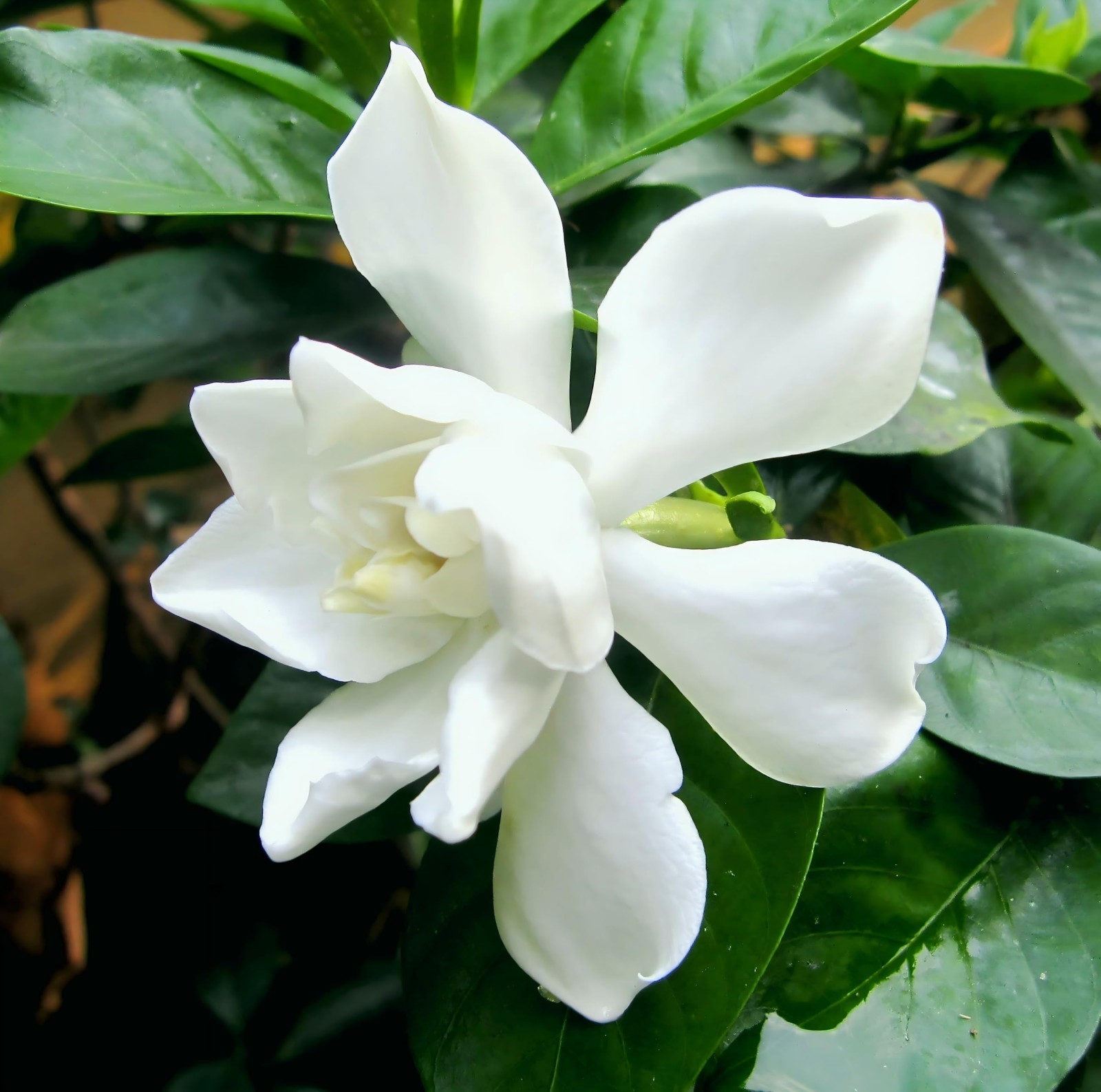 200+ Gardenia Seeds – Fragrant Evergreen, Non-GMO, Heirloom White Blooms for Gar