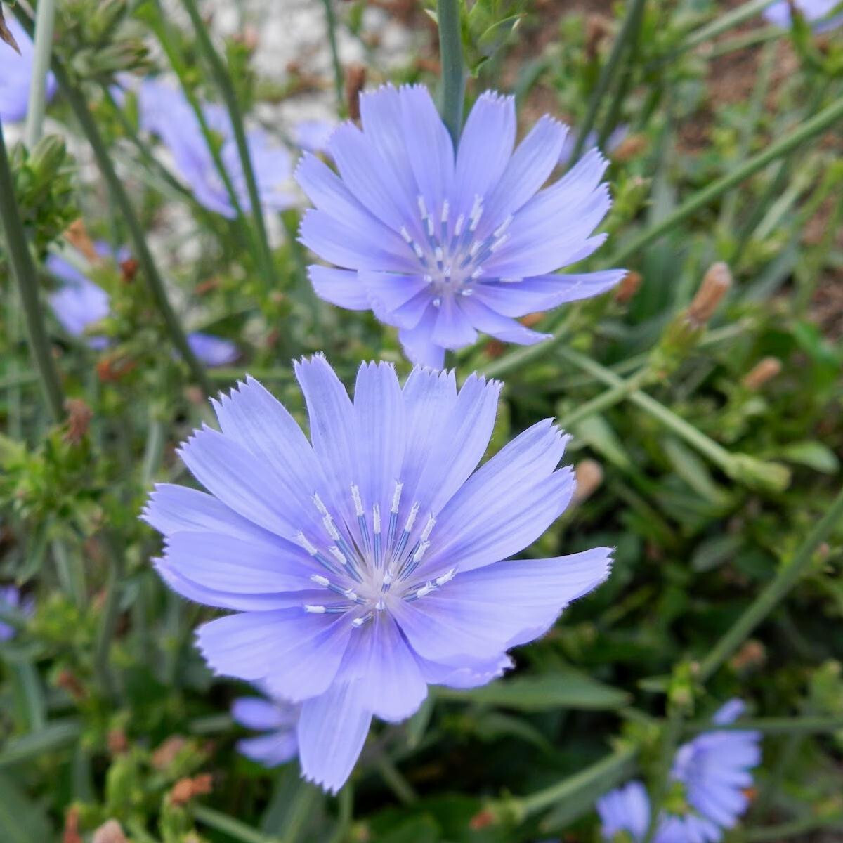 Chicory Cichorium Intybus Seeds 300+ Blue Dandelion NON-GMO USA FREE SHIPPING