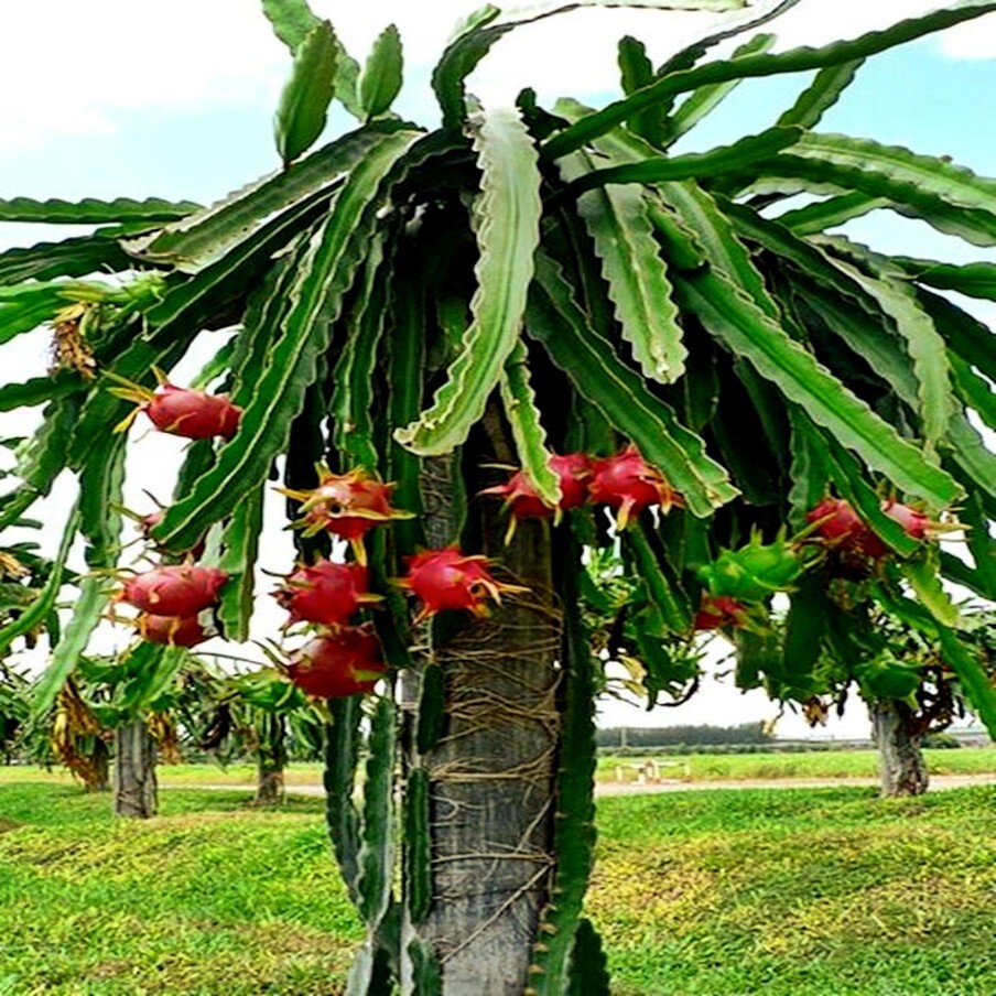 White Dragon Fruit Tree Seeds (H. Undatus) Pitahaya Strawberry Pear Cactus Vine