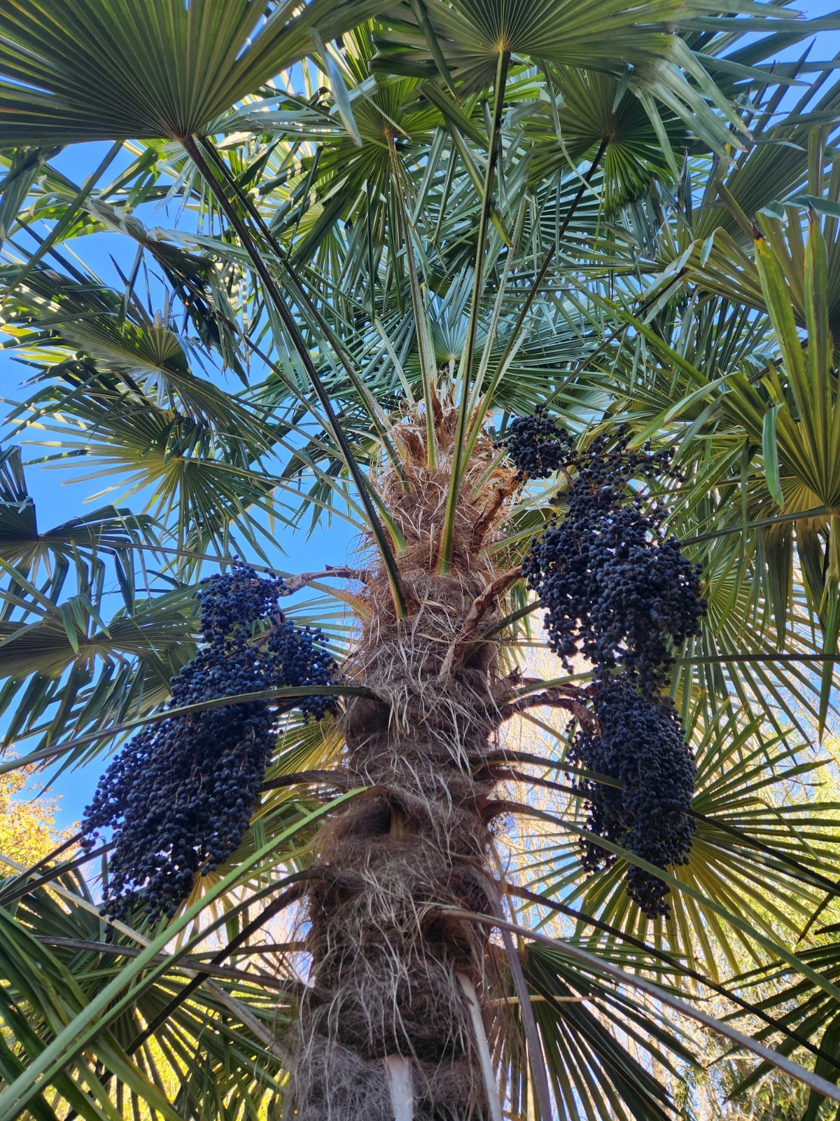 20 Palm Seeds Of Various Species