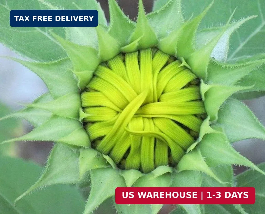Giant Sunflower Seeds Mix (200+ Seeds) – Red, Purple, Pink Heirloom Varieties fo
