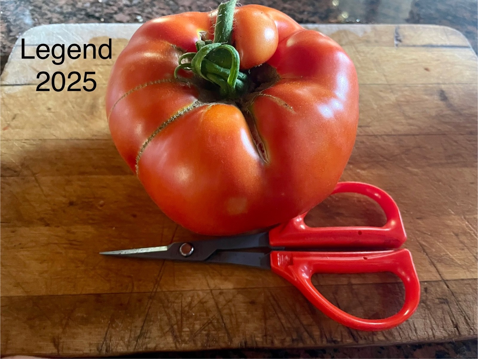 Legend Organic, Heirloom, Open Pollinated, Blight-Resistant Bush Tomato Seeds