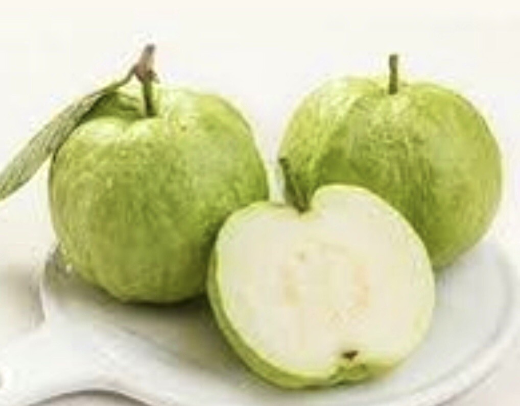 Queen Guava, Large-White-Seedless Guava, Psidium Guajava – 10 Seeds 2024 – USA