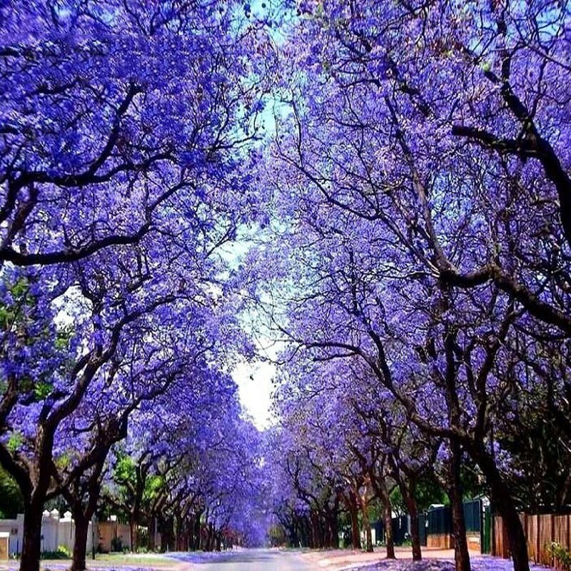 Paulownia tomentosa | Foxglove Empress Tree | Kiri | 100_Seeds