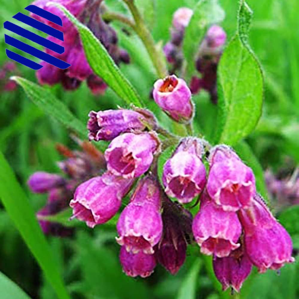 80 Symphytum Officinale Comfrey Seeds Non-Gmo Heirloom Fresh Garden Seeds