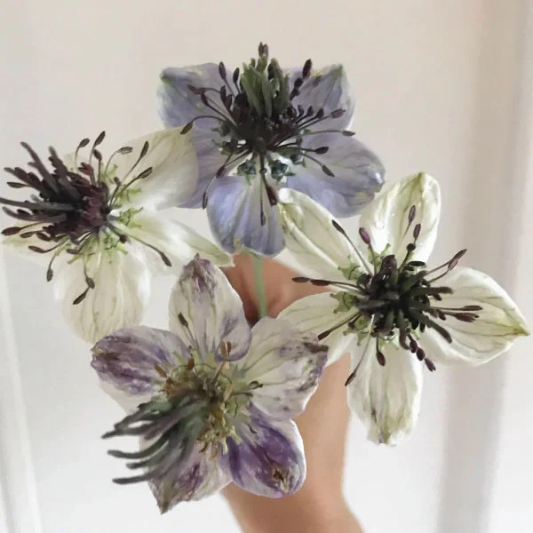 Beautiful Delft Blue Nigella Damascena Love In The Mist Seed 25 SEEDS