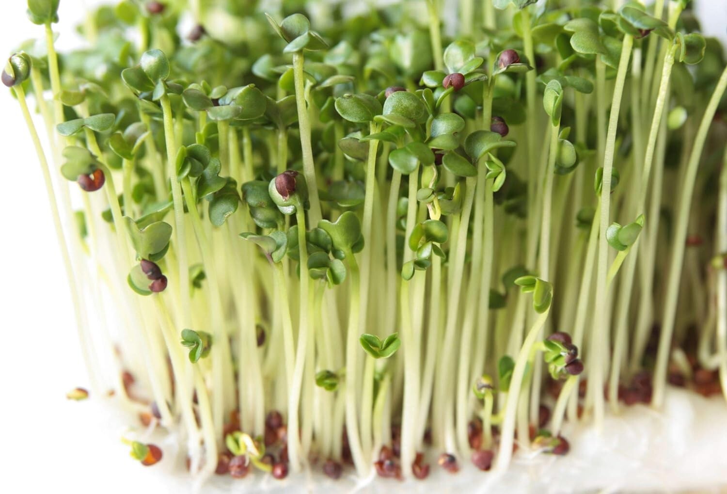 8oz Organic Broccoli Sprouting Seeds for Indoor/Outdoor Use – Nutrient-Packed