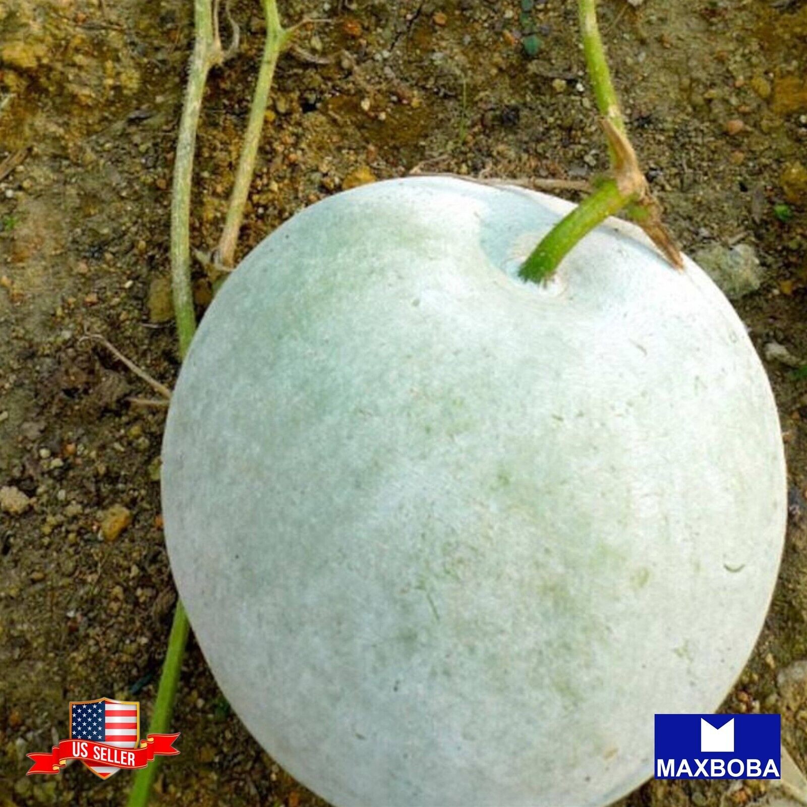 15+ Gourd Seeds Oblong Heirloom Vegetable Non-GMO BOGO 50% OFF