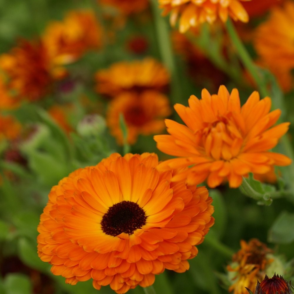2000 Seeds Pot Marigold Seeds Drought Resistant Calendula Officinalis