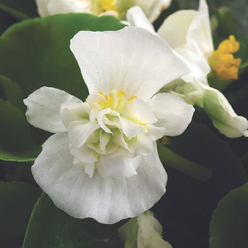 Begonia Seeds F1 Begonia Fiona White 25 Pelleted Seeds