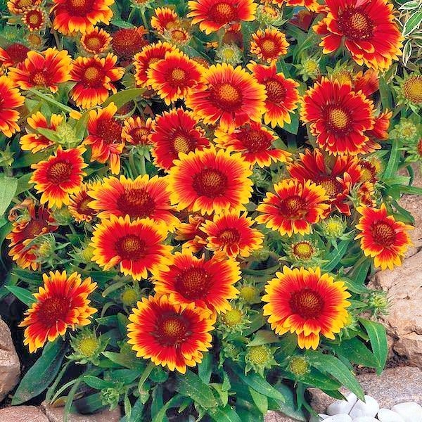 201+BLANKET FLOWER Seeds Native Wildflower Perennial Drought Heat Container Easy
