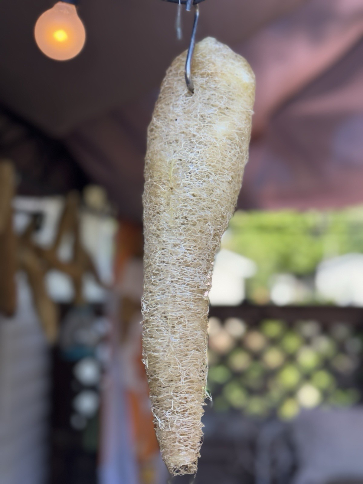 25+ Luffa Sponge Gourd Seeds, Vegetable Sponge, Dishcloth Gourd, NON-GMO