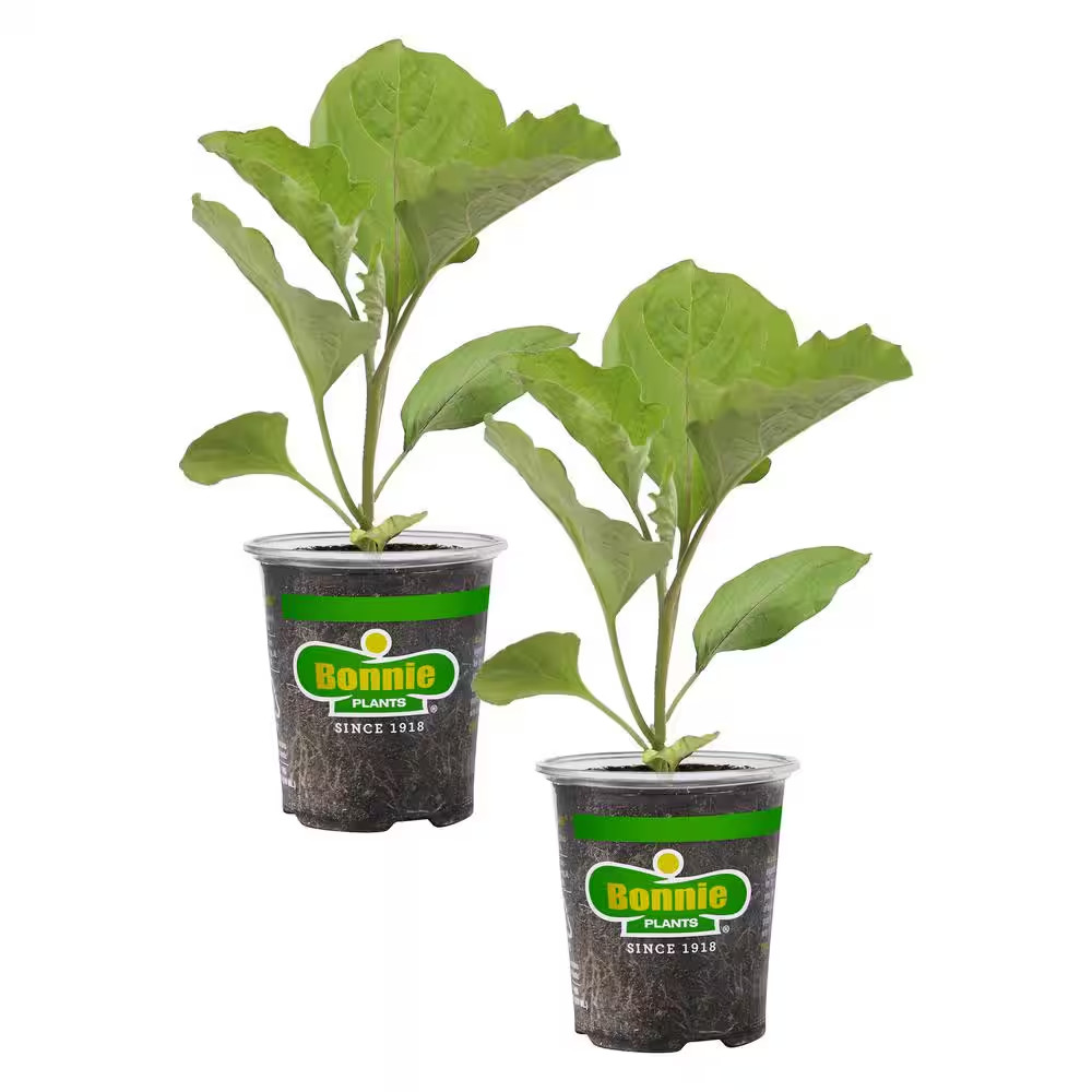 19 Oz. Black Beauty Eggplant Plant (2-Pack)