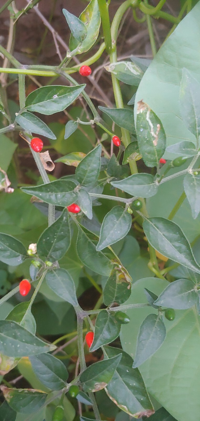 30 Bird’s Eye Chili Hot Peppers seeds , Non-GMO seeds Organic USA grown